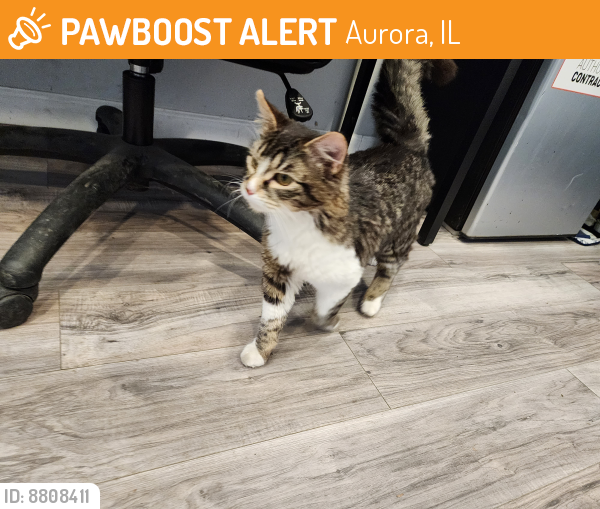 Found/Stray Unknown Cat last seen Kautz Rd and Montgomery Rd, Aurora, IL 60504