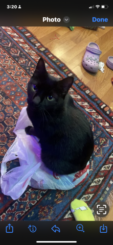Lost Male Cat last seen Waring station and stoney, Germantown, MD 20874