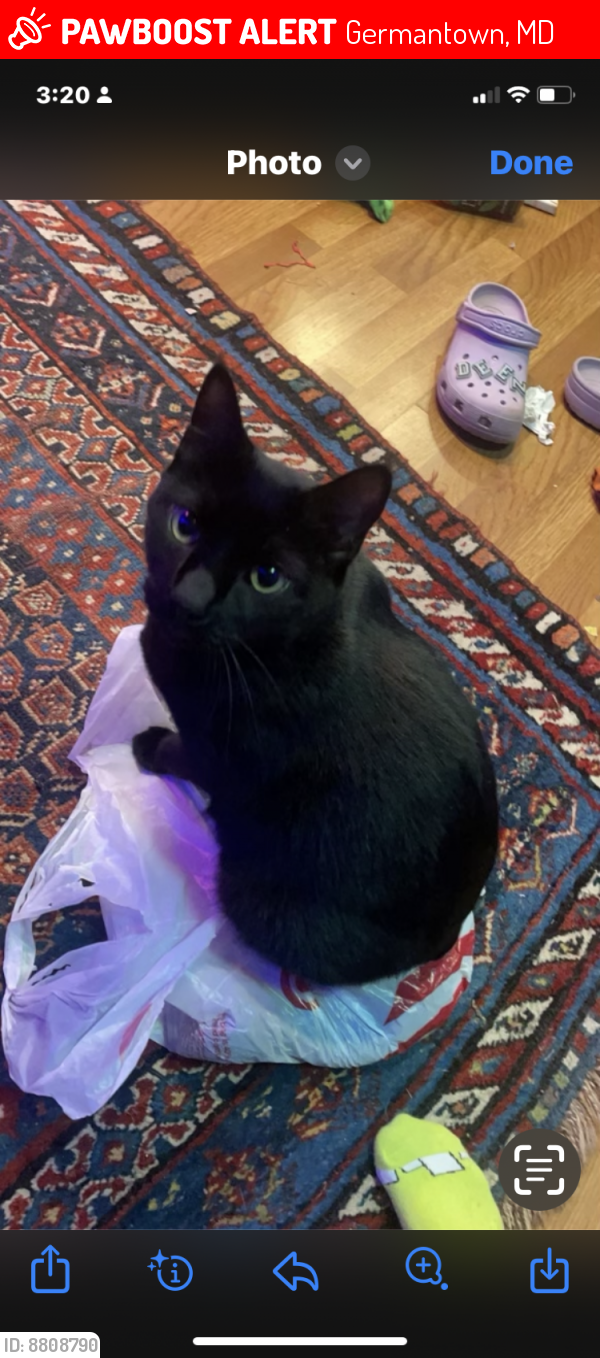 Lost Male Cat last seen Waring station and stoney, Germantown, MD 20874