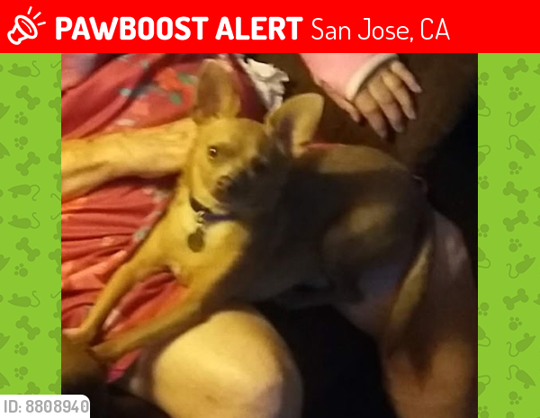 Lost Male Dog last seen Taylor st and Coleman ave, San Jose, CA 95110