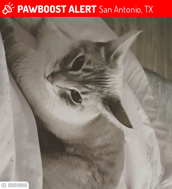 Lost Male Cat last seen Hunt lane and hatfield, San Antonio, TX 78227