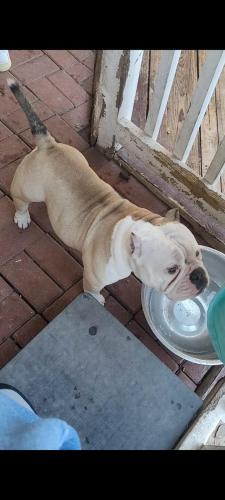 Lost Male Dog last seen Sierra’s st & Es Young , San Antonio, TX 78214