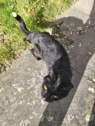 Reunited Unknown Cat last seen Brake Hill, Oxfordshire, England OX4 7LH
