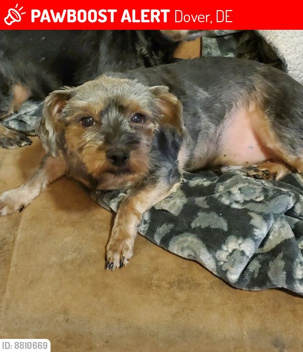 Lost Male Dog in Dover, DE 19901 Named Jeremy (ID 8810669) PawBoost