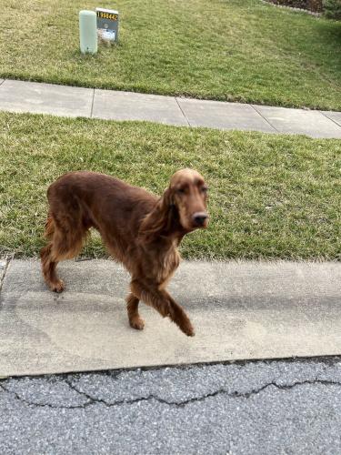 Found/Stray Unknown Dog last seen Bright eyes, New Market, MD 21774
