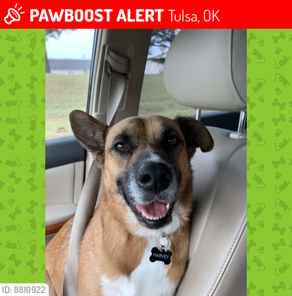 Lost Male Dog last seen 51st & Lynn Lane, Tulsa, OK 74134