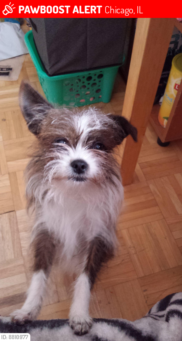 Lost Female Dog last seen 51st and hermitage ave, Chicago, IL 60609