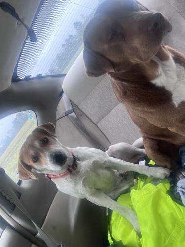 Found/Stray Unknown Dog last seen Found on 2 lane highway, Bishopville, SC 29010