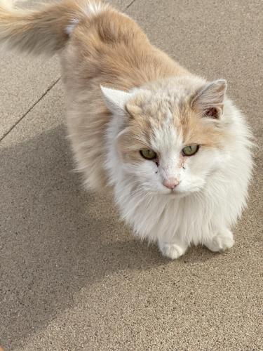 Lost Male Cat last seen Southern Ave and Val Vista Dr, Mesa, AZ 85206