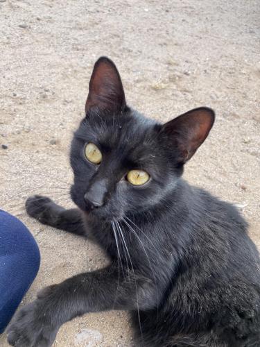 Found/Stray Female Cat last seen Rio bravo an 2nd street , Albuquerque, NM 87105