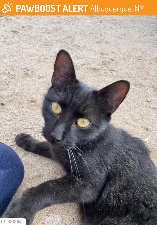 Found/Stray Female Cat last seen Rio bravo an 2nd street , Albuquerque, NM 87105