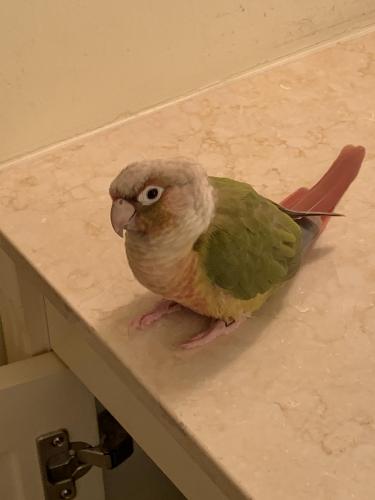 Lost Female Bird last seen 26th Avenue, Naples, Fl 34103, Naples, FL 34103