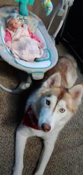 Lost Female Dog last seen Virginia, Richmond, VA 23225