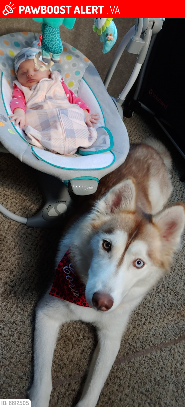 Lost Female Dog last seen Virginia, Richmond, VA 23225