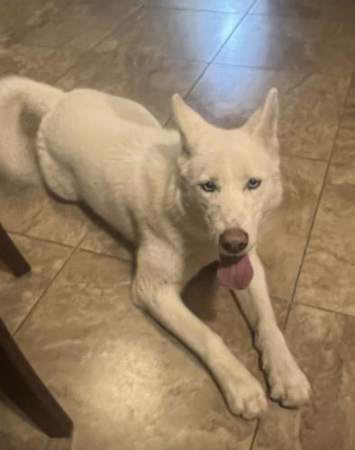 Lost Female Dog last seen Unser and Blake , Albuquerque, NM 87121