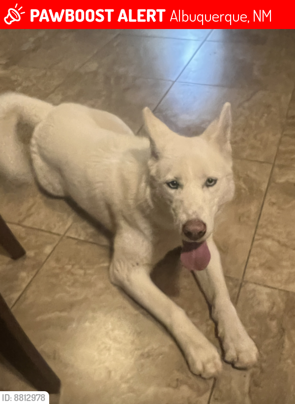 Lost Female Dog last seen Unser and Blake , Albuquerque, NM 87121