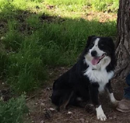 Lost Male Dog last seen Kleck rd and signal peak rd, Pinal County, AZ 85194