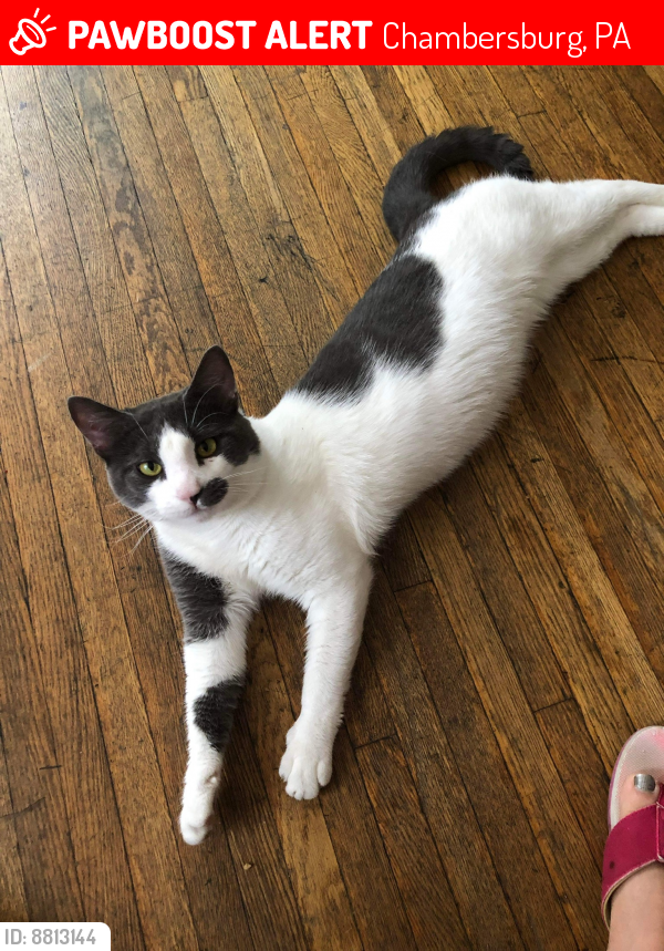 Lost Male Cat last seen Across from Corpus Christi Church, and right by 321 Philadelphia Avenue, Chambersburg, PA 17201