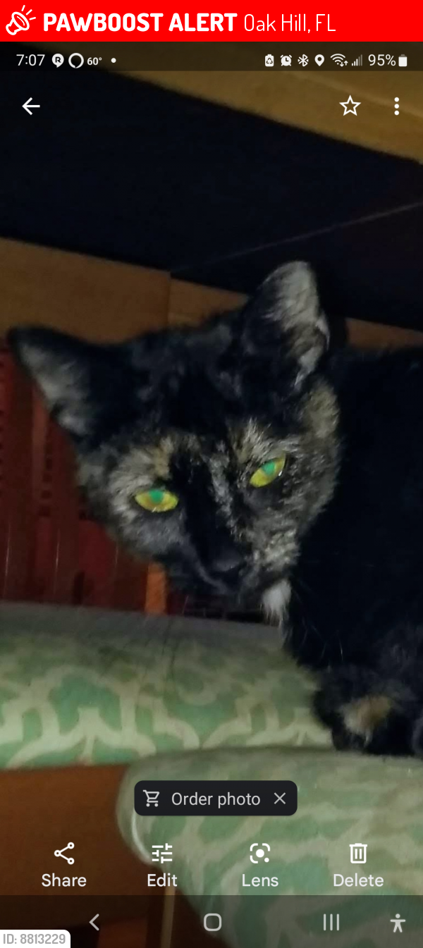 Oak Hill, FL Lost Female Cat, Spork Is Missing PawBoost