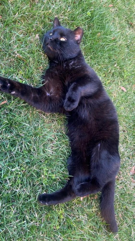 Shelter Stray Male Cat last seen Herndon, VA, 20170, Center Street, Fairfax County, VA, Fairfax, VA 22032