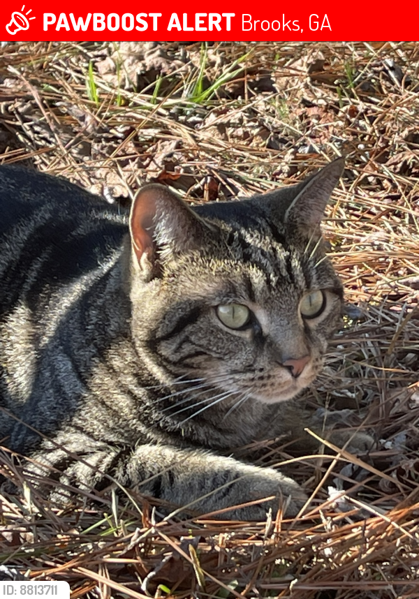 Lost Female Cat last seen West Kelley Lake Drive/Price Road/Bankstown Road Brooks, GA, Brooks, GA 30205