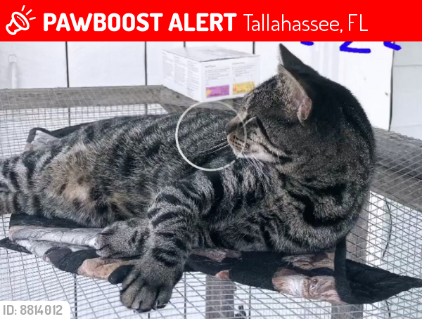 Lost Male Cat last seen Maclay state park near the meadows rec center, Tallahassee, FL 32309