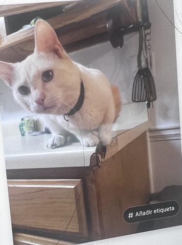 Lost Male Cat last seen Planned PEThood, Duluth, GA 30096
