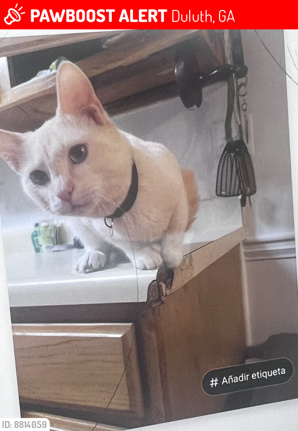 Lost Male Cat last seen Planned PEThood, Duluth, GA 30096