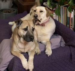 Lost Female Dog last seen Near 434th, between Kaiser road & hiway 50, Yankton, SD 57078