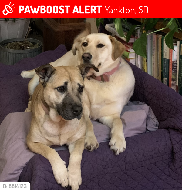 Lost Female Dog last seen Near 434th, between Kaiser road & hiway 50, Yankton, SD 57078