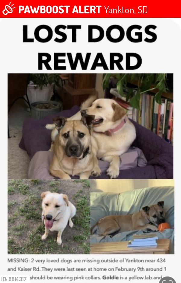 Lost Female Dog last seen On 434th between Kaiser Rd & Hiway 50, Yankton, SD 57078