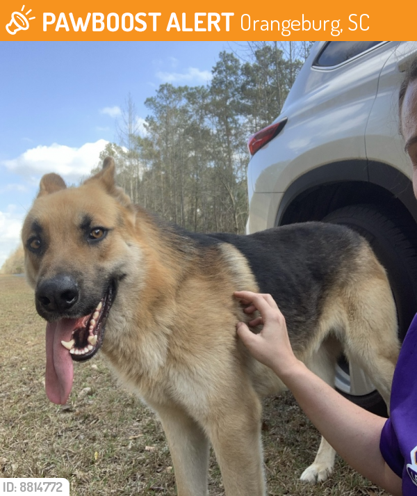 Found/Stray Male Dog last seen Orangeburg Calhoun County Line , Orangeburg, SC 29118