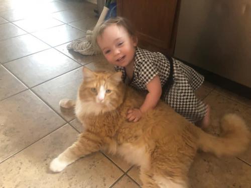 Lost Male Cat last seen Lindsay and Riggs Rd, Chandler, AZ 85249