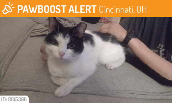 Cincinnati, OH Stray Cat Found Near On Shadycrest Drive | PawBoost