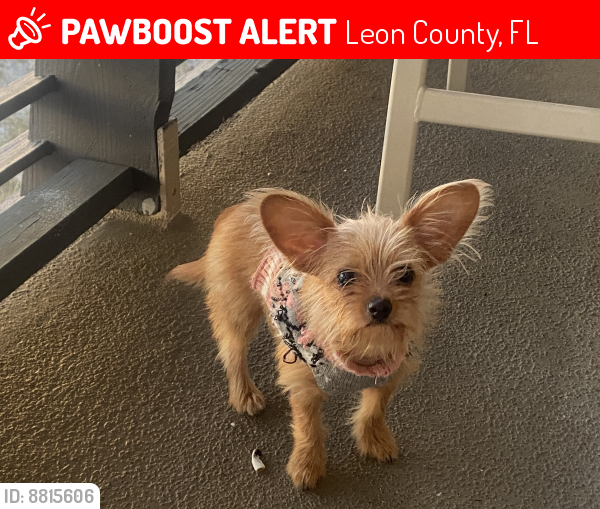 Lost Female Dog last seen Near headwater creek dr, Leon County, FL 32310