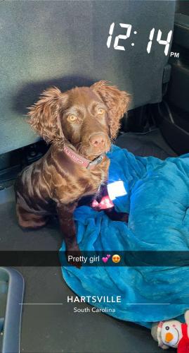 Lost Female Dog last seen Hwy 151 , Chesterfield County, SC 29101