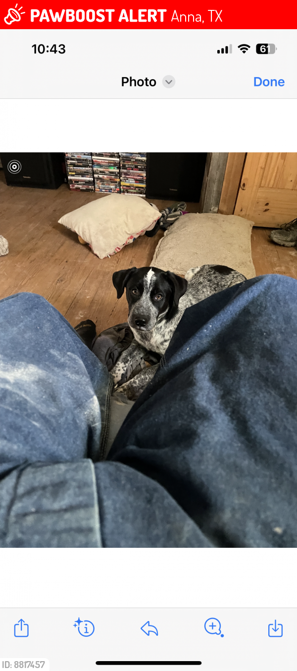 Lost Female Dog in Anna, TX 75409 Named Pete (ID 8817457) PawBoost