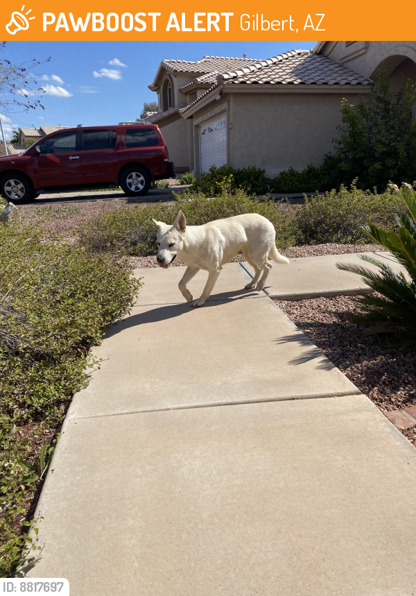 Found/Stray Female Dog last seen Val Vista and Guadalupe , Gilbert, AZ 85296