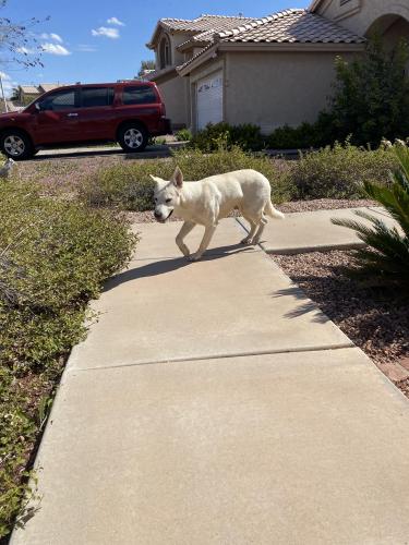 Found/Stray Female Dog last seen Val Vista and Guadalupe , Gilbert, AZ 85296