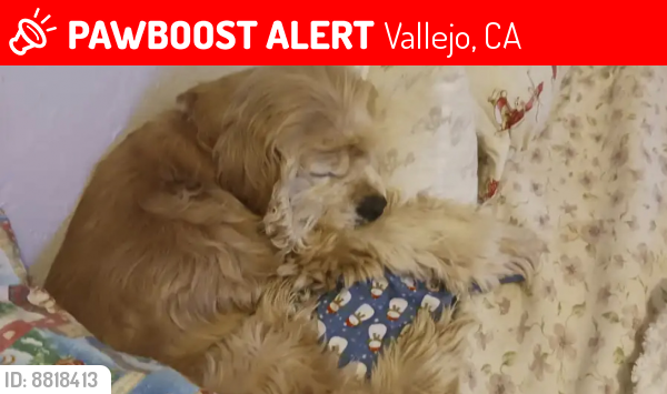 Lost Female Dog last seen Sacramento, Vallejo, CA 94590