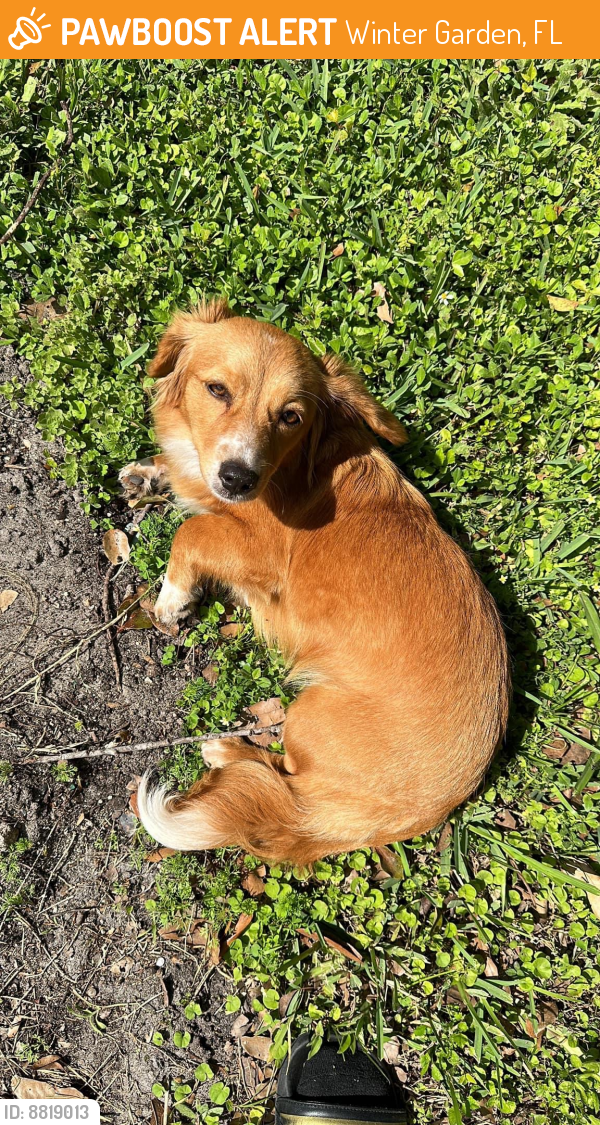 Winter Garden, FL Stray Female Dog Found Near Fullers Cross and