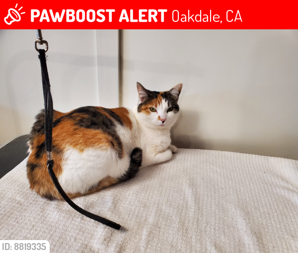 Lost Female Cat last seen C Street & Valley View Drive, Oakdale, CA 95361