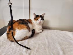 Lost Female Cat last seen C Street & Valley View Drive, Oakdale, CA 95361