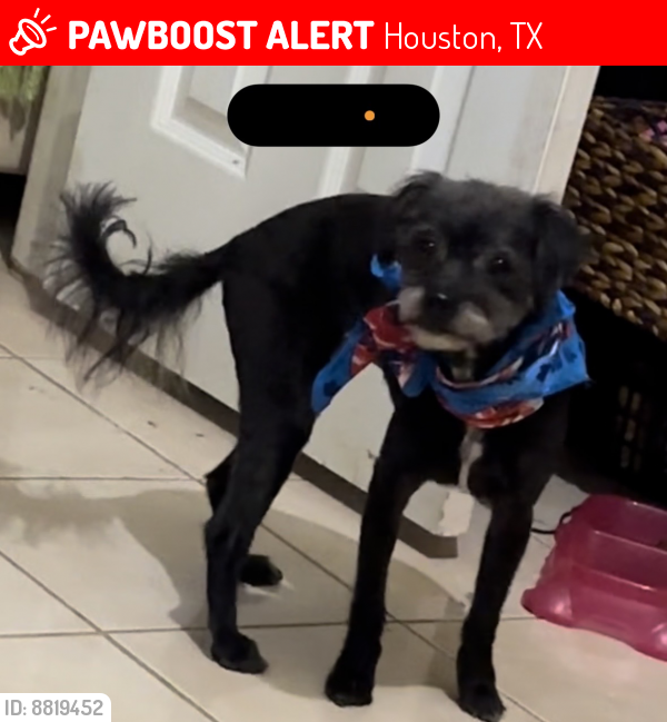Lost Female Dog last seen Fairbanks n houston and terrace brook by the family dollar, Houston, TX 77064