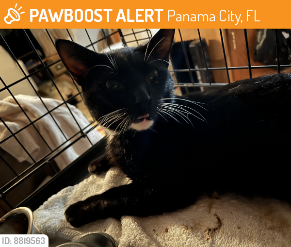 Rehomed Male Cat last seen Tractor supply in callaway, Panama City, FL 32404