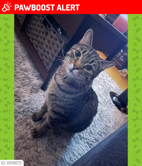 Lost Male Cat last seen Willow pond drive and Brookview court , Howell Township, NJ 07731