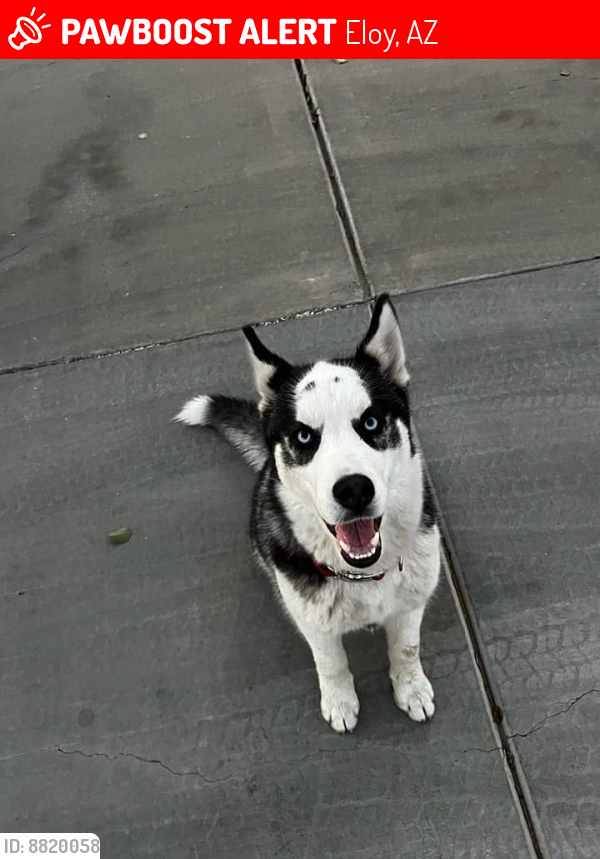 Lost Male Dog last seen Sunshine and Date Street Eloy , Eloy, AZ 85131