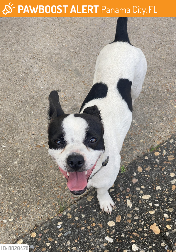 Found/Stray Male Dog last seen 23rd and Beck, Panama City, FL 32405