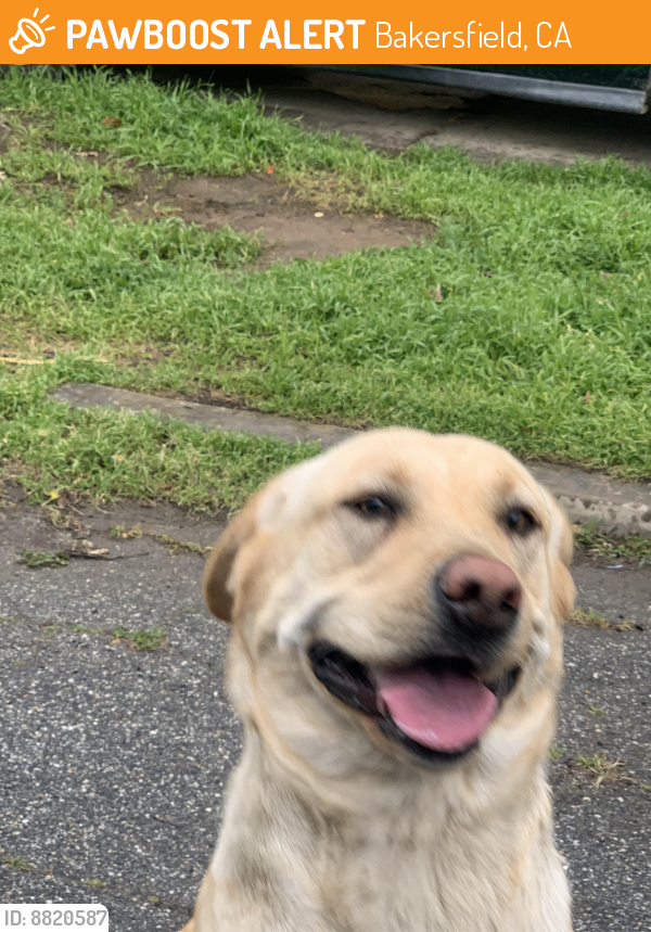 Found/Stray Female Dog last seen Quincy/Tulare, Bakersfield, CA 93305