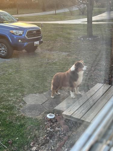 Found/Stray Male Dog last seen My hse, Hagerstown, MD 21740